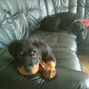 Rottweiler Pito