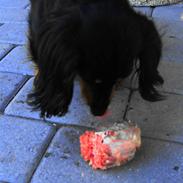 Miniature gravhund Yndige Amanda 