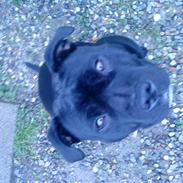 Staffordshire bull terrier Fifi