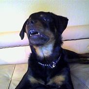 Rottweiler King