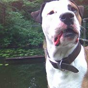 Blanding af racer Chico