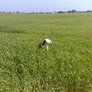 Blanding af racer Chico