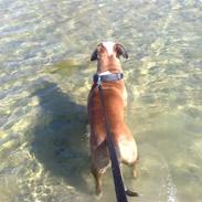 Blanding af racer Chico