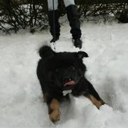 Islandsk fårehund Fálkastjörnu Salka