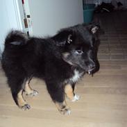 Islandsk fårehund Fálkastjörnu Salka