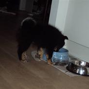 Islandsk fårehund Fálkastjörnu Salka