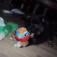 Islandsk fårehund Fálkastjörnu Salka