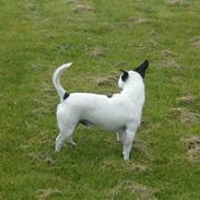 Jack russell terrier Nacho