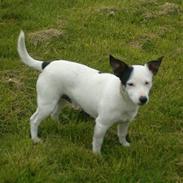 Jack russell terrier Nacho