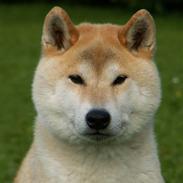 Shiba Fuji