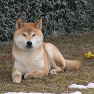 Shiba Fuji