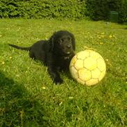 Blanding af racer Carlos