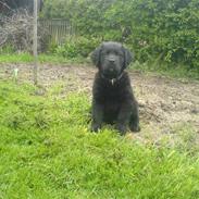 Blanding af racer Carlos