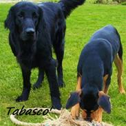 Flat coated retriever Tabasco R.I.P