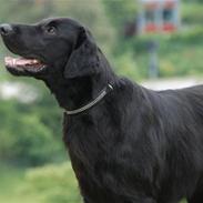 Flat coated retriever Tabasco R.I.P