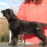 Flat coated retriever Tabasco R.I.P