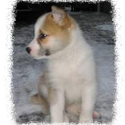 Islandsk fårehund Martha