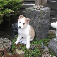 Islandsk fårehund Martha