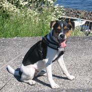 Dansk svensk gaardhund Nora