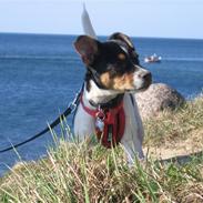 Dansk svensk gaardhund Nora