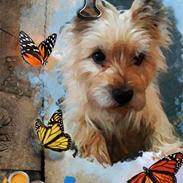 Cairn terrier <3 <3 Molly <3 <3