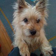 Cairn terrier <3 <3 Molly <3 <3