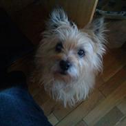 Cairn terrier <3 <3 Molly <3 <3