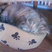 Cairn terrier <3 <3 Molly <3 <3