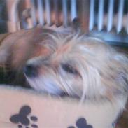 Cairn terrier <3 <3 Molly <3 <3