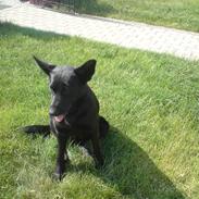 Schæferhund Thilde