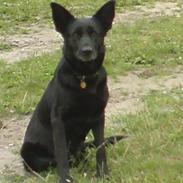 Schæferhund Thilde