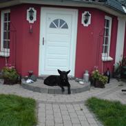 Schæferhund Thilde