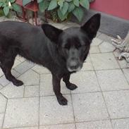 Schæferhund Thilde