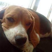 Beagle  bertha
