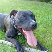 Amerikansk staffordshire terrier Kessler