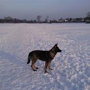 Schæferhund Tiwaz