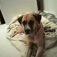 Blanding af racer Tøsen