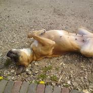 Blanding af racer Tøsen