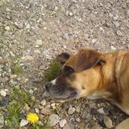 Blanding af racer Tøsen