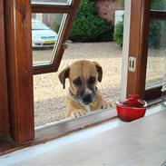 Blanding af racer Tøsen