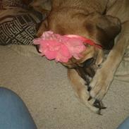 Blanding af racer Tøsen