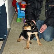 Blanding af racer Kiki