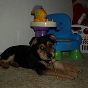 Blanding af racer Kiki