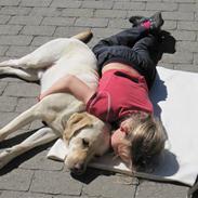 Labrador retriever Tarzan