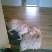 Labrador retriever Tarzan