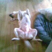 Labrador retriever Tarzan