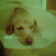 Labrador retriever Tarzan