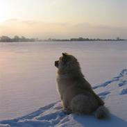 Chow chow TrisseVonMontasio
