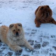 Chow chow TrisseVonMontasio
