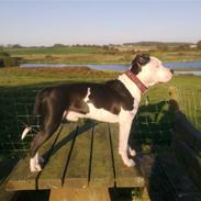 Amerikansk staffordshire terrier Gizmo